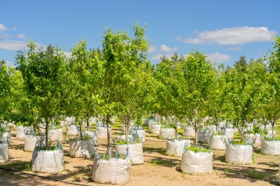 Privacy Trees Planting in Ventura County, CA