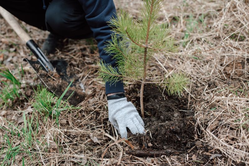 Tree Planting